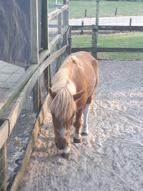 ../fotos/het_verlaat_2018/2018-07-31 19.57.22.jpg